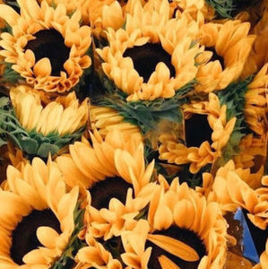 Meet your Posher, Isabella